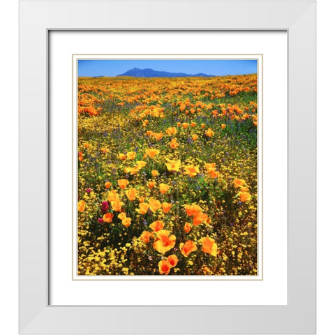 CA, Cleveland NF California poppies cover a hill White Modern Wood Framed Art Print with Double Matting by Talbot Frank, Christopher