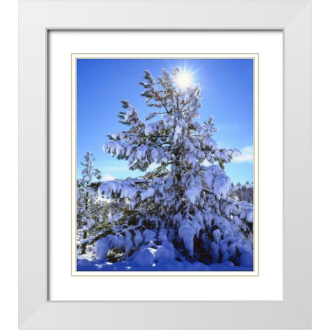 California, Cleveland NF, Laguna Mts Snowy trees White Modern Wood Framed Art Print with Double Matting by Talbot Frank, Christopher