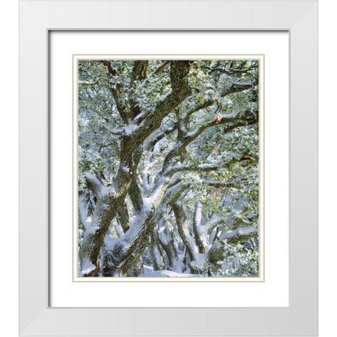 California, Cleveland NF, Laguna Mts Snowy trees White Modern Wood Framed Art Print with Double Matting by Talbot Frank, Christopher