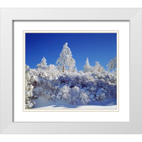 California, Cleveland NF, Laguna Mts Snowy trees White Modern Wood Framed Art Print with Double Matting by Talbot Frank, Christopher