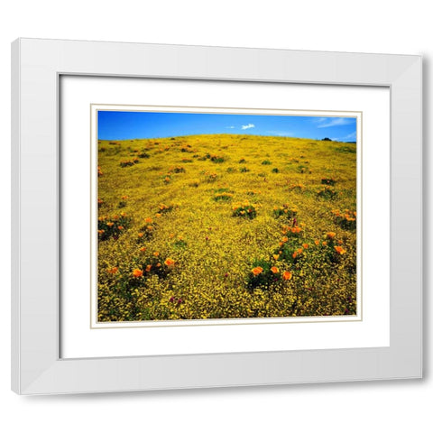 CA, Cleveland NF Flowers after the Cedar Fire White Modern Wood Framed Art Print with Double Matting by Talbot Frank, Christopher