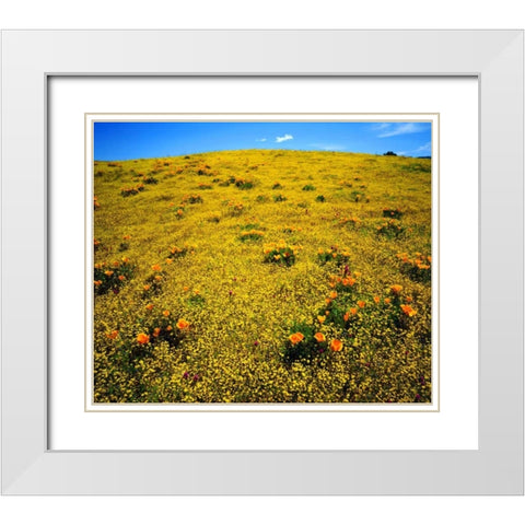 CA, Cleveland NF Flowers after the Cedar Fire White Modern Wood Framed Art Print with Double Matting by Talbot Frank, Christopher