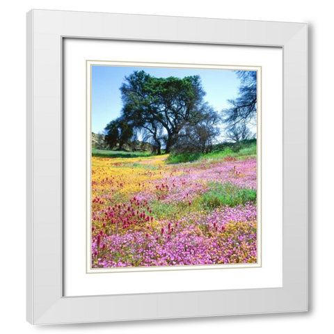 California, Cleveland NF Flowers blooming White Modern Wood Framed Art Print with Double Matting by Talbot Frank, Christopher