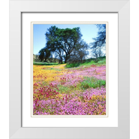 California, Cleveland NF Flowers blooming White Modern Wood Framed Art Print with Double Matting by Talbot Frank, Christopher