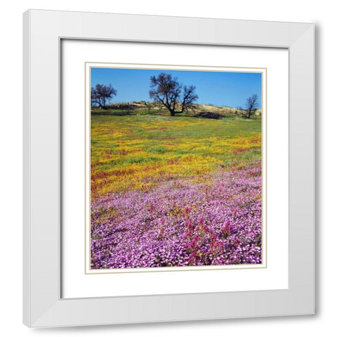 California, Cleveland NF Flowers blooming White Modern Wood Framed Art Print with Double Matting by Talbot Frank, Christopher