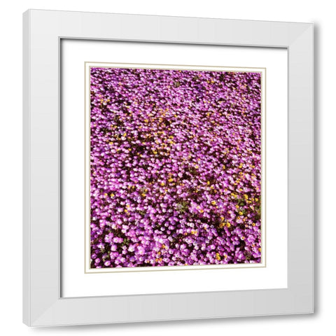 California, Cleveland NF Flowers blooming White Modern Wood Framed Art Print with Double Matting by Talbot Frank, Christopher