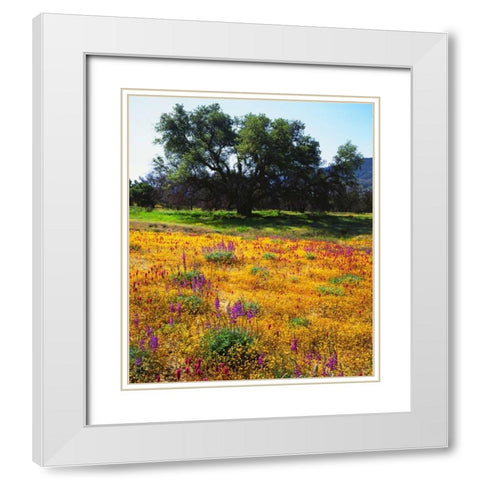 California, Cleveland NF Flowers blooming White Modern Wood Framed Art Print with Double Matting by Talbot Frank, Christopher
