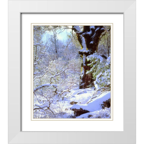 California, Cuyamaca Rancho Snow-covered trees White Modern Wood Framed Art Print with Double Matting by Talbot Frank, Christopher