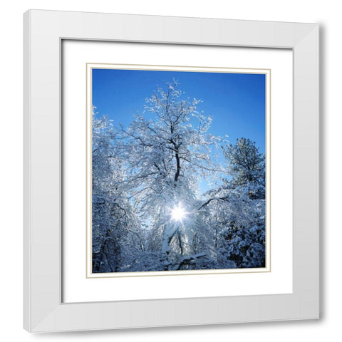 California, Cuyamaca Rancho Snow-covered trees White Modern Wood Framed Art Print with Double Matting by Talbot Frank, Christopher