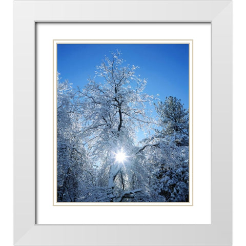 California, Cuyamaca Rancho Snow-covered trees White Modern Wood Framed Art Print with Double Matting by Talbot Frank, Christopher