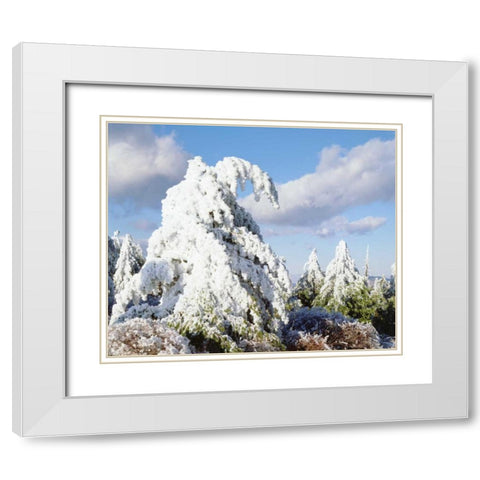 California, Cuyamaca Rancho Snow-covered trees White Modern Wood Framed Art Print with Double Matting by Talbot Frank, Christopher