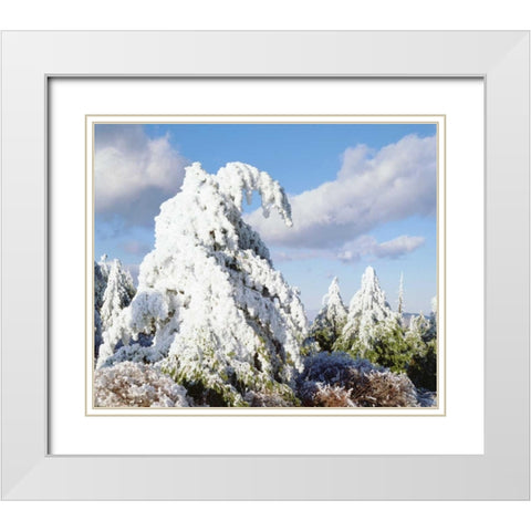 California, Cuyamaca Rancho Snow-covered trees White Modern Wood Framed Art Print with Double Matting by Talbot Frank, Christopher