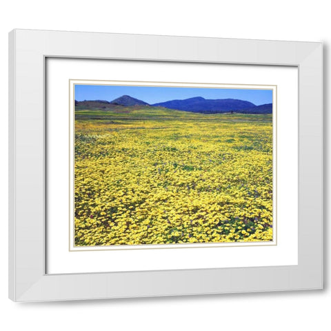 CA, Cuyamaca Rancho SP Tidy tip flowers White Modern Wood Framed Art Print with Double Matting by Talbot Frank, Christopher