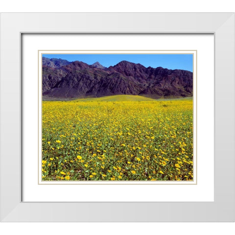 California, Death Valley NP Desert Sunflowers White Modern Wood Framed Art Print with Double Matting by Talbot Frank, Christopher