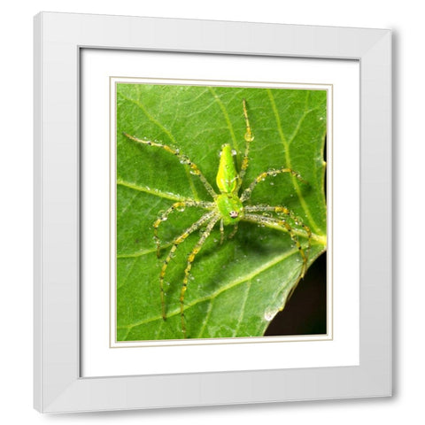 USA, California, Dew on a Green Lynx Spider White Modern Wood Framed Art Print with Double Matting by Talbot Frank, Christopher