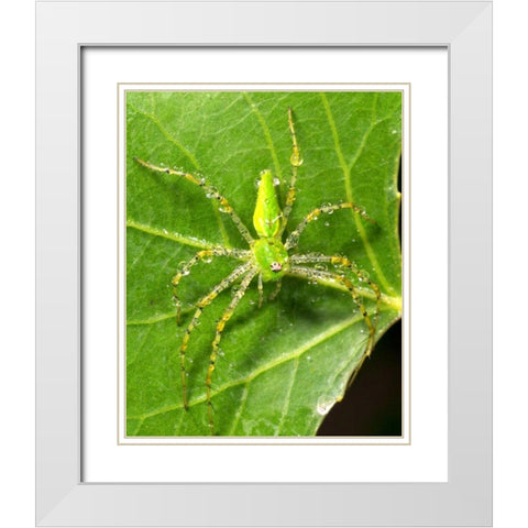 USA, California, Dew on a Green Lynx Spider White Modern Wood Framed Art Print with Double Matting by Talbot Frank, Christopher