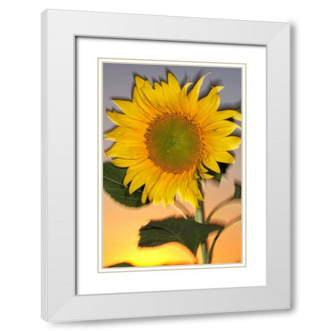 CA, Hybrid sunflower blowing in the wind at dusk White Modern Wood Framed Art Print with Double Matting by Talbot Frank, Christopher