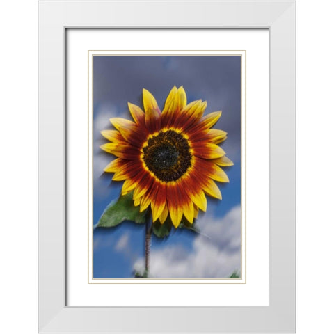 CA, Sunflower blowing in the wind at sunset White Modern Wood Framed Art Print with Double Matting by Talbot Frank, Christopher