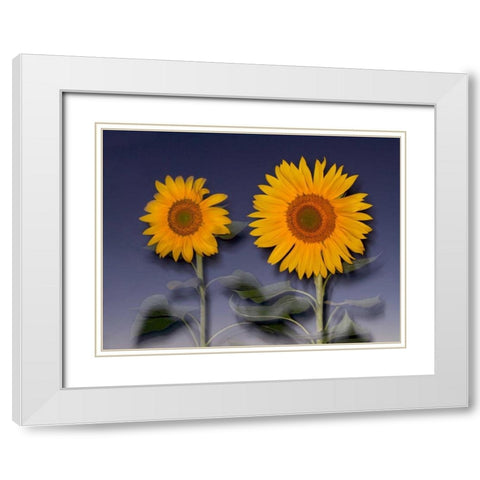 CA, Hybrid sunflowers blowing in the wind at dusk White Modern Wood Framed Art Print with Double Matting by Talbot Frank, Christopher