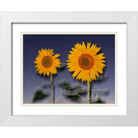 CA, Hybrid sunflowers blowing in the wind at dusk White Modern Wood Framed Art Print with Double Matting by Talbot Frank, Christopher