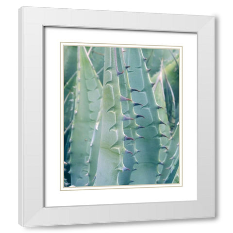 California, Jacumba Patterns of an Agave plant White Modern Wood Framed Art Print with Double Matting by Talbot Frank, Christopher