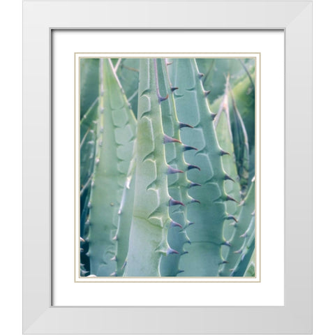 California, Jacumba Patterns of an Agave plant White Modern Wood Framed Art Print with Double Matting by Talbot Frank, Christopher
