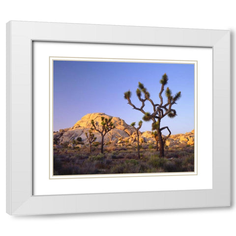 California, Joshua Tree NP Desert Landscape White Modern Wood Framed Art Print with Double Matting by Talbot Frank, Christopher