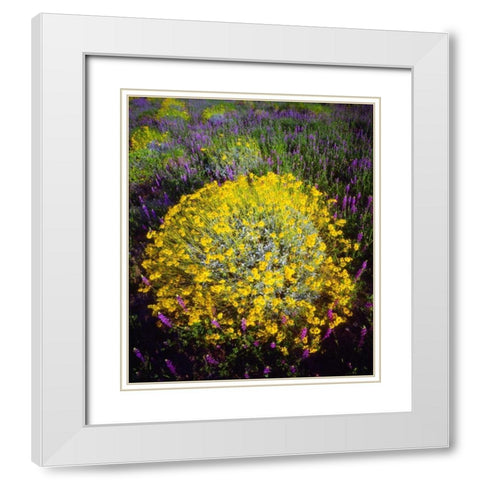 CA, Joshua Tree NP Brittlebush and Lupine White Modern Wood Framed Art Print with Double Matting by Talbot Frank, Christopher