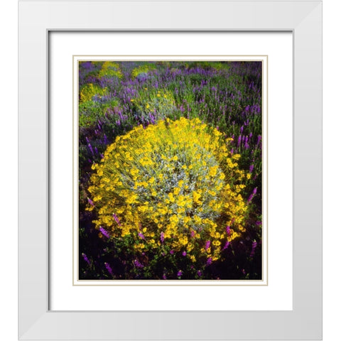 CA, Joshua Tree NP Brittlebush and Lupine White Modern Wood Framed Art Print with Double Matting by Talbot Frank, Christopher