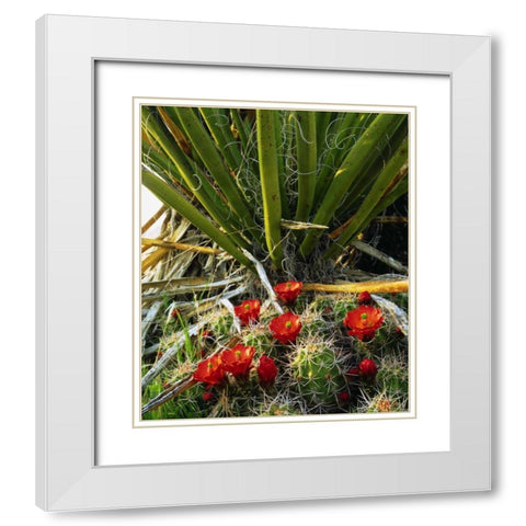 California, Joshua Tree NP Claret Cup Cactus White Modern Wood Framed Art Print with Double Matting by Talbot Frank, Christopher