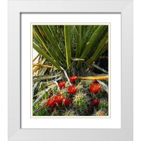 California, Joshua Tree NP Claret Cup Cactus White Modern Wood Framed Art Print with Double Matting by Talbot Frank, Christopher