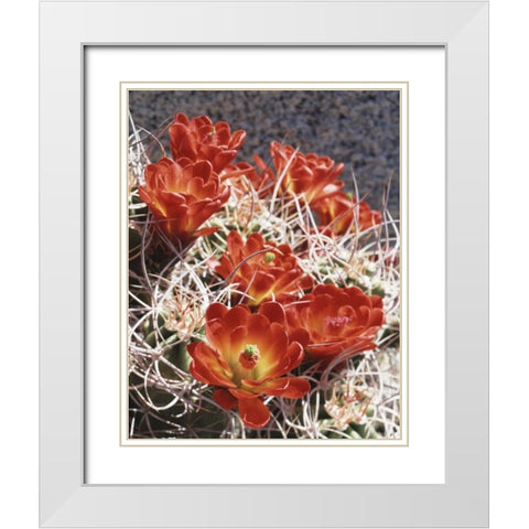 California, Joshua Tree NP Claret Cup Cactus White Modern Wood Framed Art Print with Double Matting by Talbot Frank, Christopher