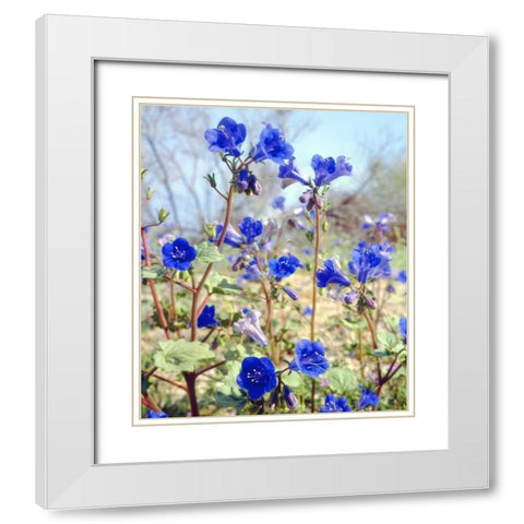 CA, Joshua Tree NP Desert Bell flowers White Modern Wood Framed Art Print with Double Matting by Talbot Frank, Christopher