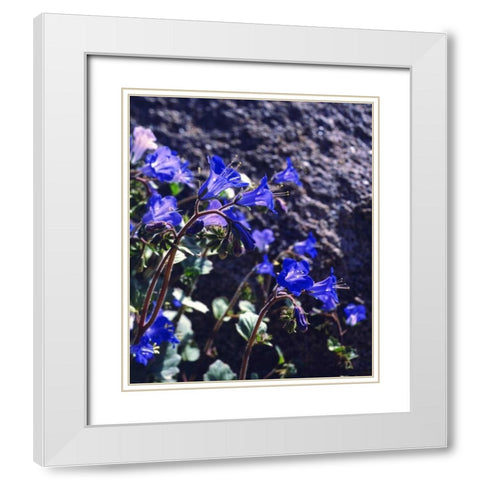 CA, Joshua Tree NP Desert Bell flowers White Modern Wood Framed Art Print with Double Matting by Talbot Frank, Christopher