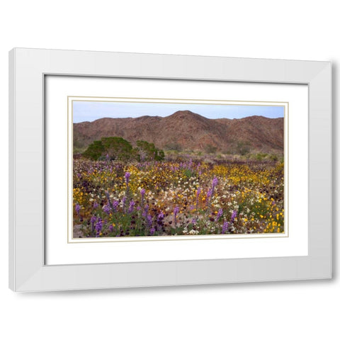 California, Joshua Tree NP Desert Wildflowers White Modern Wood Framed Art Print with Double Matting by Talbot Frank, Christopher