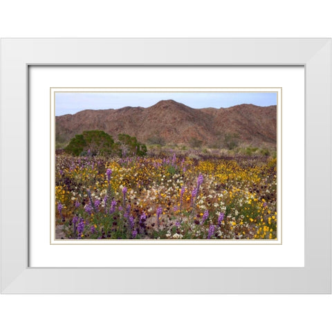 California, Joshua Tree NP Desert Wildflowers White Modern Wood Framed Art Print with Double Matting by Talbot Frank, Christopher