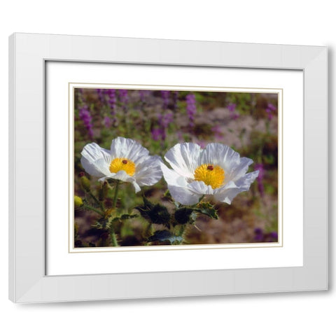 California, Joshua Tree NP Prickly Poppy flowers White Modern Wood Framed Art Print with Double Matting by Talbot Frank, Christopher