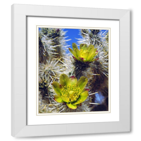 CA, Joshua Tree NP Silver Cholla Cactus flowers White Modern Wood Framed Art Print with Double Matting by Talbot Frank, Christopher
