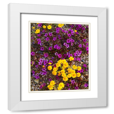 USA, California, Joshua Tree NP Wildflowers White Modern Wood Framed Art Print with Double Matting by Talbot Frank, Christopher