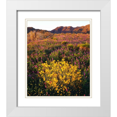 USA, California, Joshua Tree NP Wildflowers White Modern Wood Framed Art Print with Double Matting by Talbot Frank, Christopher