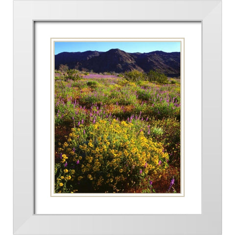 USA, California, Joshua Tree NP Wildflowers White Modern Wood Framed Art Print with Double Matting by Talbot Frank, Christopher
