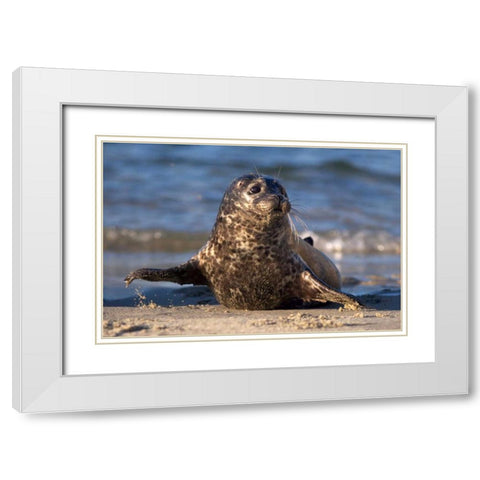 CA, La Jolla A baby seal in Childrens Pool White Modern Wood Framed Art Print with Double Matting by Talbot Frank, Christopher