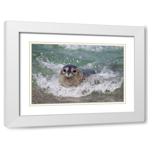 USA, California, La Jolla A baby seal surfing White Modern Wood Framed Art Print with Double Matting by Talbot Frank, Christopher