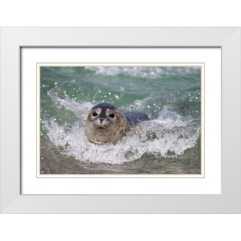 USA, California, La Jolla A baby seal surfing White Modern Wood Framed Art Print with Double Matting by Talbot Frank, Christopher