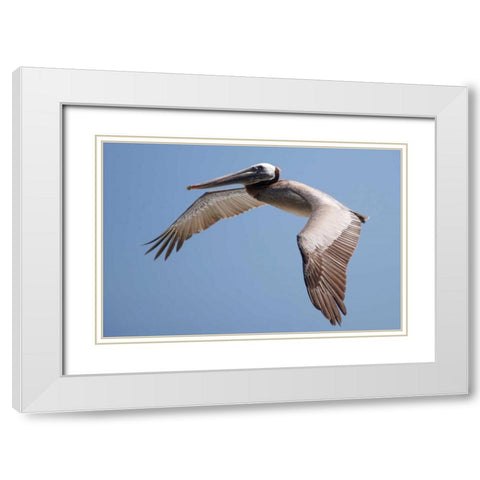 CA, La Jolla A Pelican Flying over the Coast White Modern Wood Framed Art Print with Double Matting by Talbot Frank, Christopher