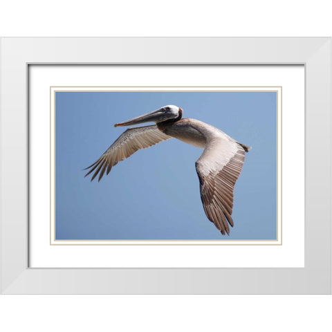 CA, La Jolla A Pelican Flying over the Coast White Modern Wood Framed Art Print with Double Matting by Talbot Frank, Christopher