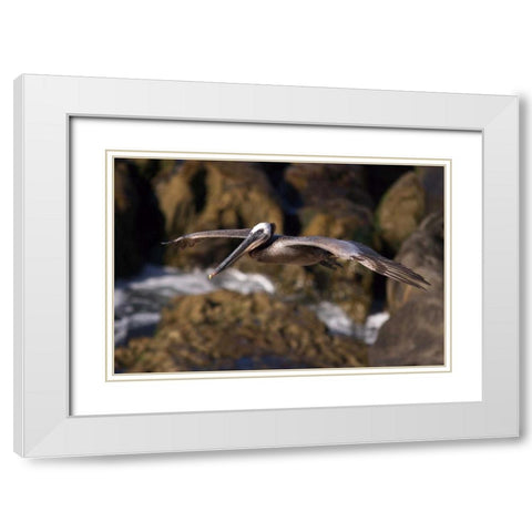CA, La Jolla A Pelican Flying over the Coast White Modern Wood Framed Art Print with Double Matting by Talbot Frank, Christopher