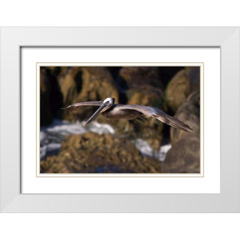 CA, La Jolla A Pelican Flying over the Coast White Modern Wood Framed Art Print with Double Matting by Talbot Frank, Christopher