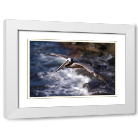 CA, La Jolla A Pelican Flying over the Coast White Modern Wood Framed Art Print with Double Matting by Talbot Frank, Christopher