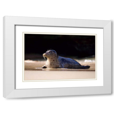 CA, La Jolla A seal on a beach along the Coast White Modern Wood Framed Art Print with Double Matting by Talbot Frank, Christopher
